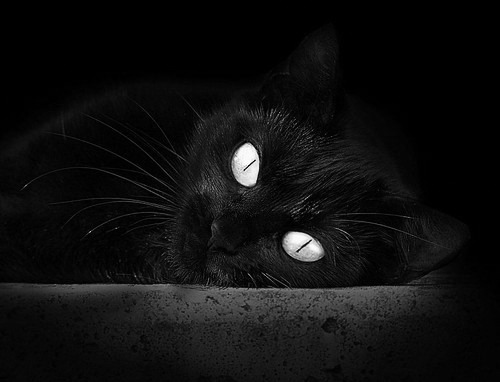 JIU YOU GAME-“德甲决战在即：领跑队伍士气高昂”，德甲收官战