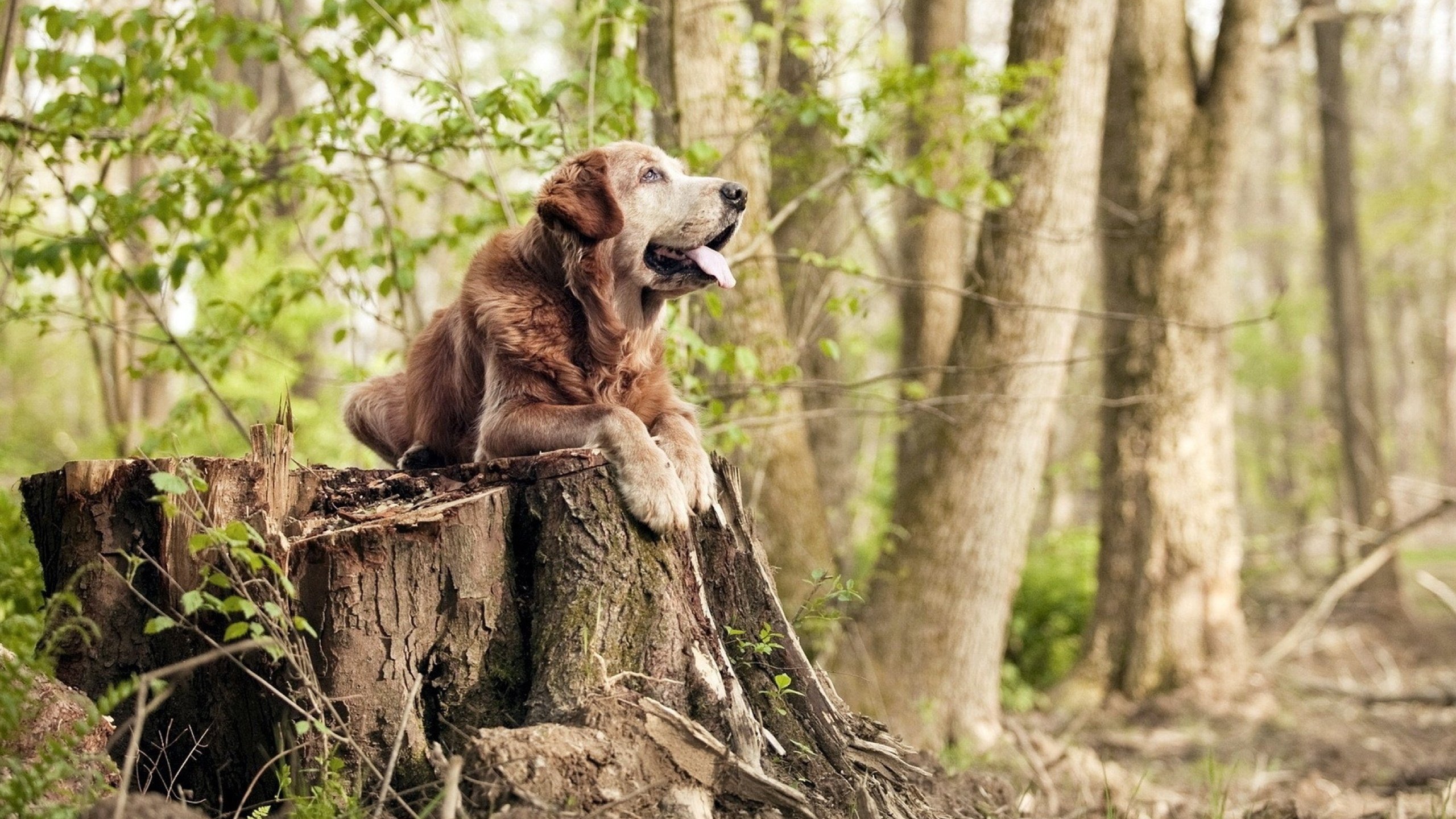 亚马尔荣获科帕奖,最佳年轻球员,亚马尔荣获科帕奖,最佳年轻球员是谁